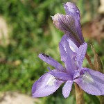 : Gynandriris sisyrinchium