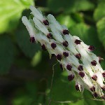 : Fumaria capreolata