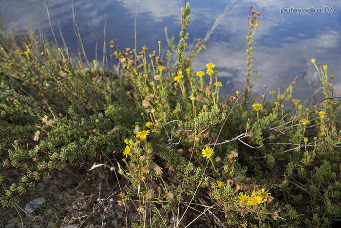  . . .   (Limbarda crithmoides,   Lnula crithmoides)    (Asteraceae).